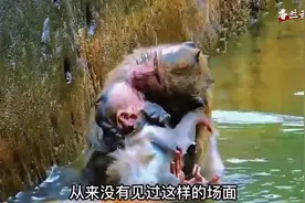 小猴被猴爸疯狂撕咬命悬一线，幸猴妈及时赶到逃过一劫视频封面