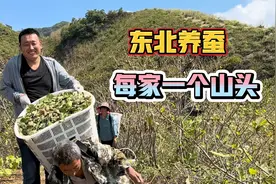 东北养蚕每家一个山头，民风淳朴从来不会丢，四人满载而归的回家视频封面