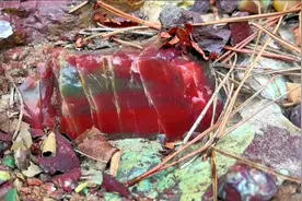 秦岭山里寻宝发现了玉石矿脉，爬上来就能捡到！雕刻后太美了