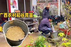 广西农村稻谷育苗，你们都是怎么做的？今年春季打算也种一些水稻视频封面