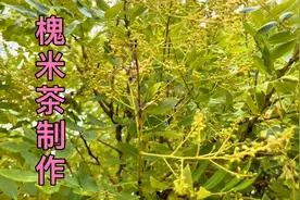 家庭自制槐米茶，很多人没有喝过槐米茶，清香