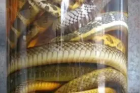 毒蛇泡酒秘籍