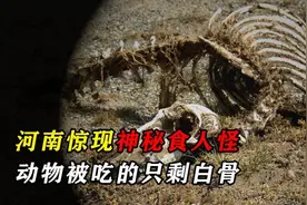 河南出现离奇怪物，毒蛇靠近就死，就连人都被吃过视频封面