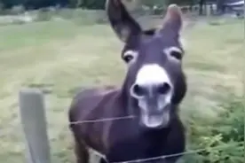 1+1的《正确答案》