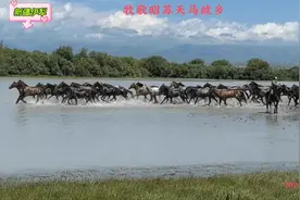 牧歌昭苏  天马故乡视频封面