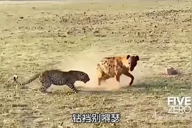 鬣狗绝技狗钻裆视频封面