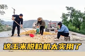 玉米丰收了，小万爸爸买了小型玉米脱粒机，简单方便，太实用了！视频封面