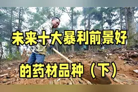 未来10大暴利药材品种，前景好收益高，不愁销路，建议收藏（下）视频封面