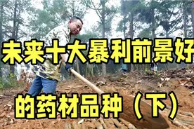 未来10大暴利药材品种，前景好收益高，不愁销路，建议收藏（下）视频封面