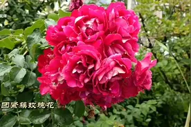 花团紧簇玫瑰花