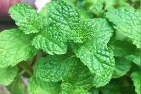 原来薄荷的作用这么厉害，好多人都不知道，快收藏起来。