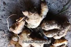 乌灵参介绍与功效