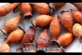 金樱子的作用视频封面