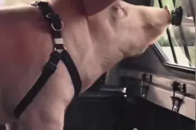 80头猪50天出栏共计花费17.9亿  这教授玩大了视频封面