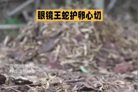 要说什么蛇最不能惹，那就是护卵的眼镜王蛇！它会追你到百米之外