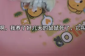 家人们我真的很伤心呀，背景有我的哭泣声，但我没有录进去。