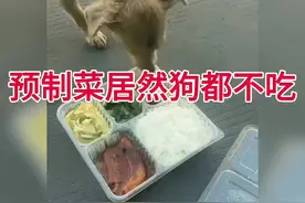 惊呆了！预制菜怎么狗都不吃？视频封面