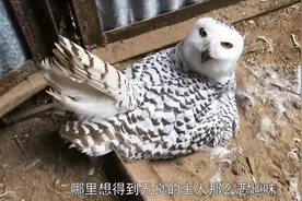 男子将老鹰蛋换成鸭蛋，鸭子出生后，老鹰的反应，千万憋住别笑！视频封面