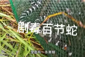 今天黄鳝网里又进了一条银环蛇，在我们这里叫百节蛇视频封面