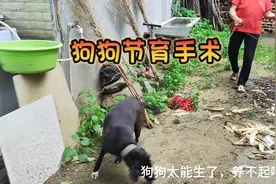 狗狗节育手术/乡村兽医日常视频封面