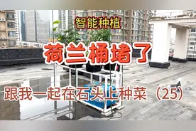 #智能种植 #荷兰桶 堵了 跟我一起在石头上#种菜 （25）视频封面