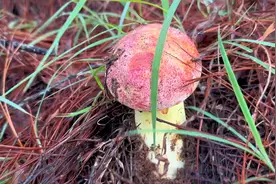 小伙捡菌子捡到今年的第一朵黄濑头，回去就迫不及待的把它生吃了