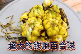 夏至已至百合枯萎，剪枝起球收藏，免得种球被高温害虫肆虐（上）