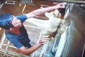 牵狗绳被卡电梯门缝，狗被高高吊起来，接下来狗主人一顿操作绝了视频封面