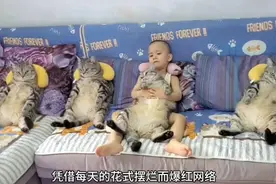 五只一模一样的美短虎斑猫，每天只需花式摆烂，赢得全网粉丝羡慕视频封面