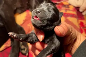 刚出生两天的小奶狗为什么会全身僵硬？