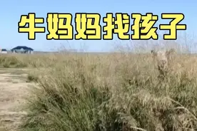 牛妈妈找孩子！#动物搞笑配音 #动物解说 #动物配音秀视频封面