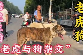 大叔牵着两条“老虎”肆意游走，吓得路人不敢靠近，长的太凶猛了视频封面