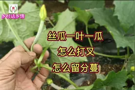 丝瓜一叶一瓜，怎么打叉？怎么留分蔓？现场验证