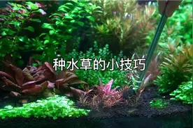 种水草的小技巧视频封面