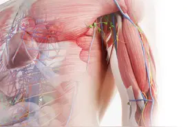 分享一款3d人体解剖的手机软件--口袋人体解剖#人体解剖#安卓软件视频封面