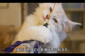 猫为什么喜欢蹦蹦跳跳