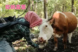 和媳妇上山给牛吃盐，小牛看见主人，温顺又友好，吃的老香了