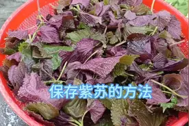 紫苏这样保存放一年都不会坏，喜欢吃紫苏的朋友赶紧做起来吧。视频封面