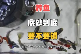 养鱼要不要铺底，铺底好看，到缺点太多了视频封面