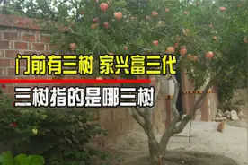 门前有三树家兴富三代，三树指的是哪三树？这句话有何道理？视频封面