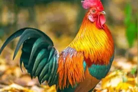 属鸡的人和什么属相的人在一起合作会有好运视频封面