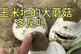 玉米地里的大蘑菇，怎么吃都好吃