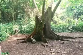 第41集丨在千年大树上搭建榫卯结构的荒野庇护所#荒野建造 #解视频封面