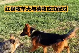 #见证奇迹：德牧与红狮牧羊犬成功配对，混血犬种新生命启程实拍视频封面