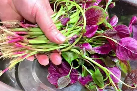 夏天要多吃苋菜，红苋菜和皮蛋是绝配，比吃补品还补，天天吃不腻视频封面