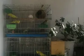 虎皮鹦鹉叫声视频封面