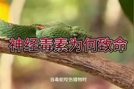 毒蛇的神经毒素为何如此致命？视频封面