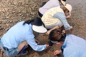 4位美女帮忙捡田螺，一个小时捡了80斤，全部拿去喂甲鱼视频封面