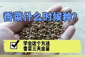 香菜什么时候种？学会这招，香菜三天出苗，后期香菜没病害不黄叶