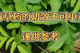 鬼针草的功效与作用视频封面